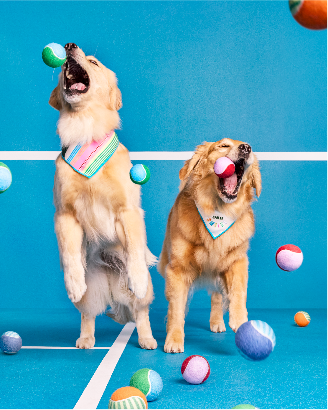 Two dogs wear bandanas from The Cuddle Collab and catch tennis balls.